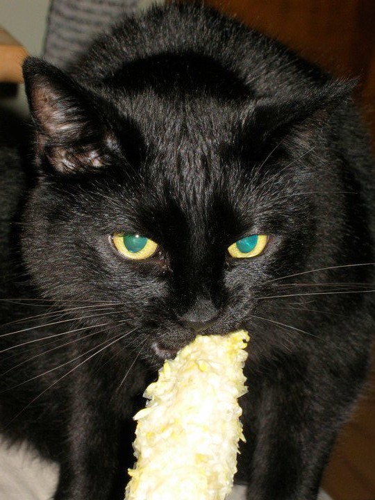 Black cat eating corn from the cob.