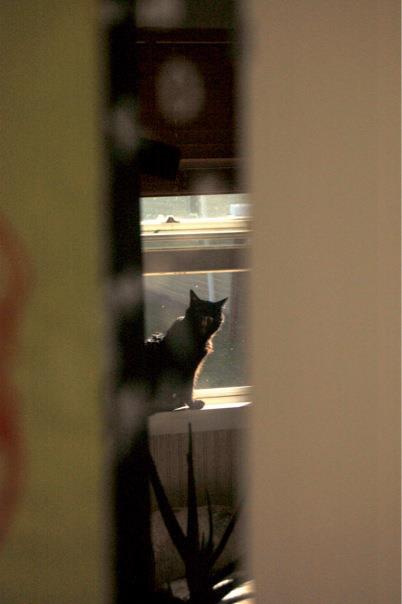 reflection of black cat yawning